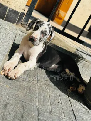 1+ year Male Purebred Great Dane