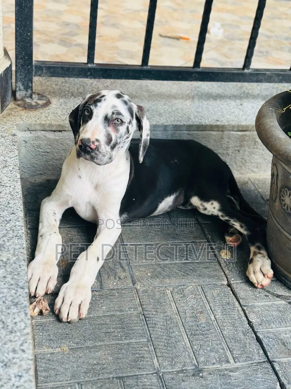 1+ year Male Purebred Great Dane