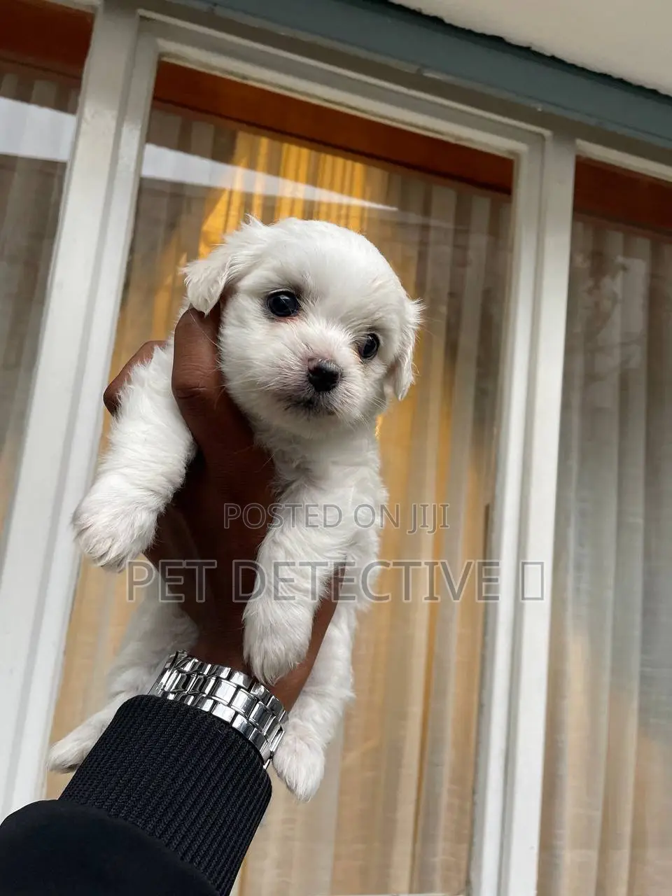 1-3 months Female Purebred Maltese