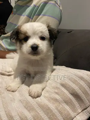 1-3 months Male Purebred Maltese