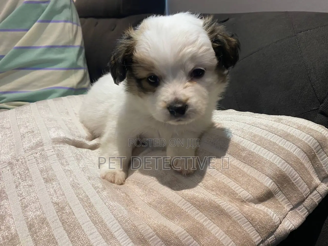 1-3 months Male Purebred Maltese
