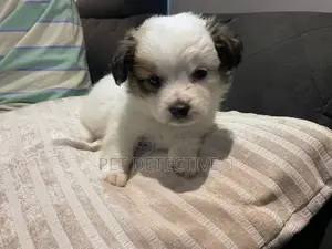 Photo - 1-3 months Male Purebred Maltese