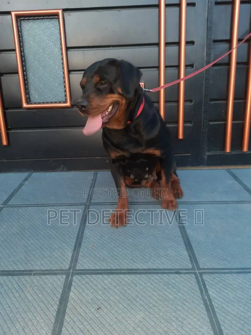 1-3 months Female Purebred Rottweiler
