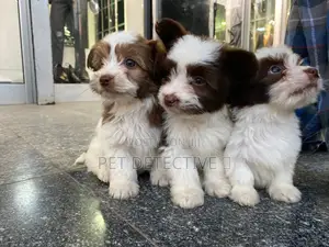 1-3 months Male Purebred Maltese