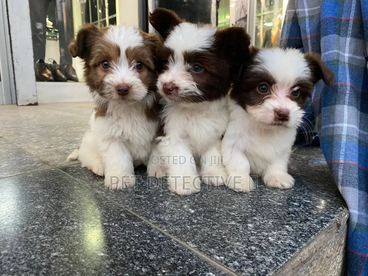 1-3 months Male Purebred Maltese
