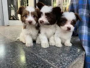 Photo - 1-3 months Male Purebred Maltese