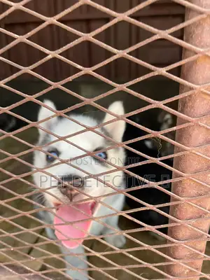 Photo - 1-3 months Female Purebred Siberian Husky