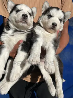 1-3 months Female Purebred Siberian Husky