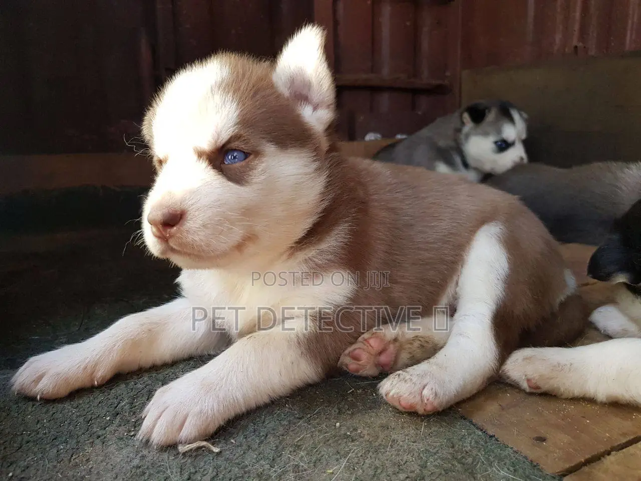 1-3 months Male Purebred Siberian Husky