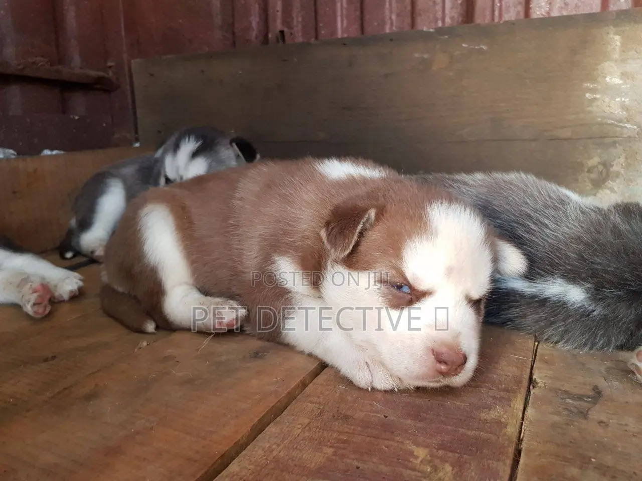 1-3 months Male Purebred Siberian Husky