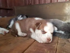 1-3 months Male Purebred Siberian Husky