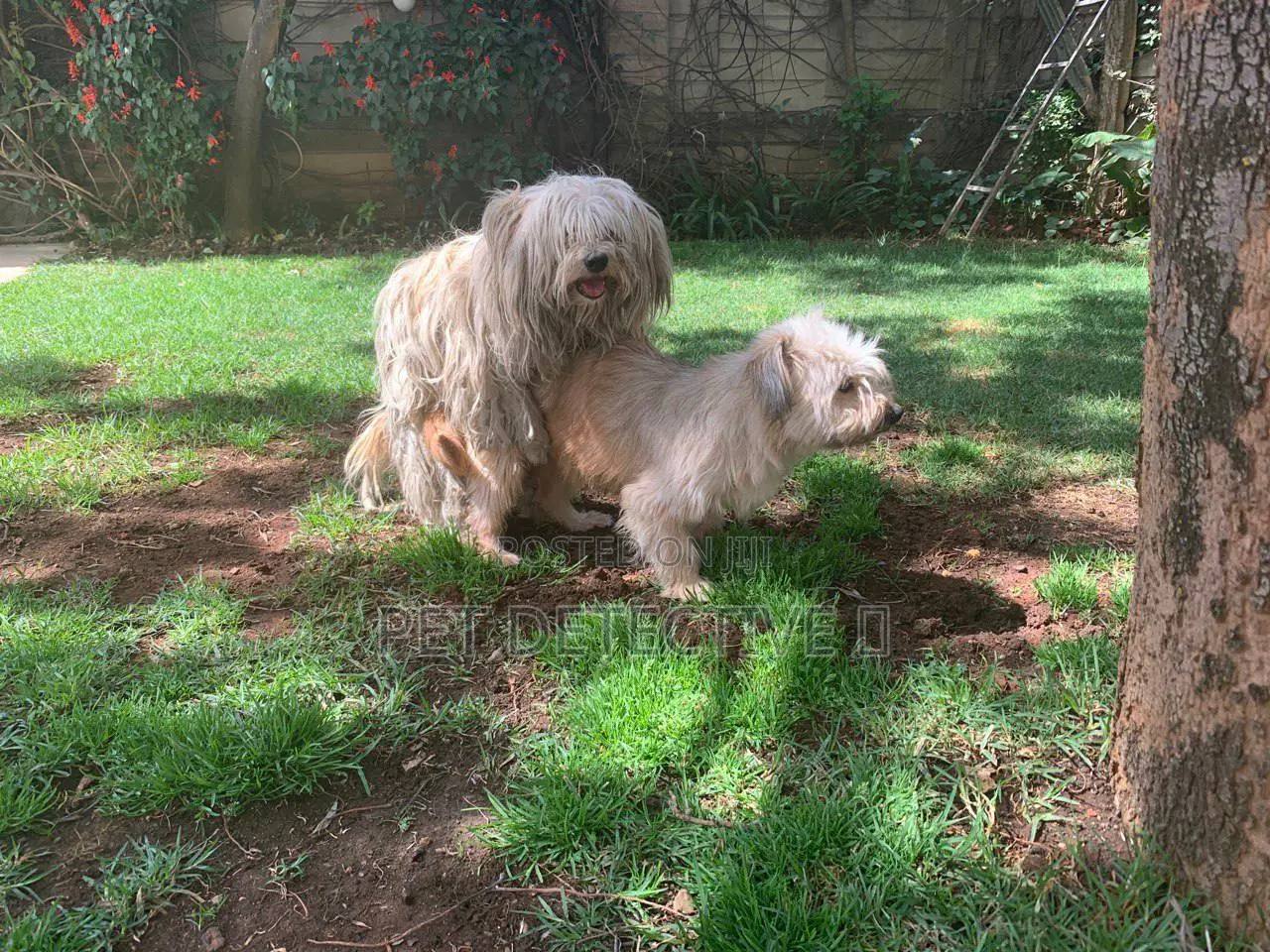 6-12 months Male Purebred Maltese