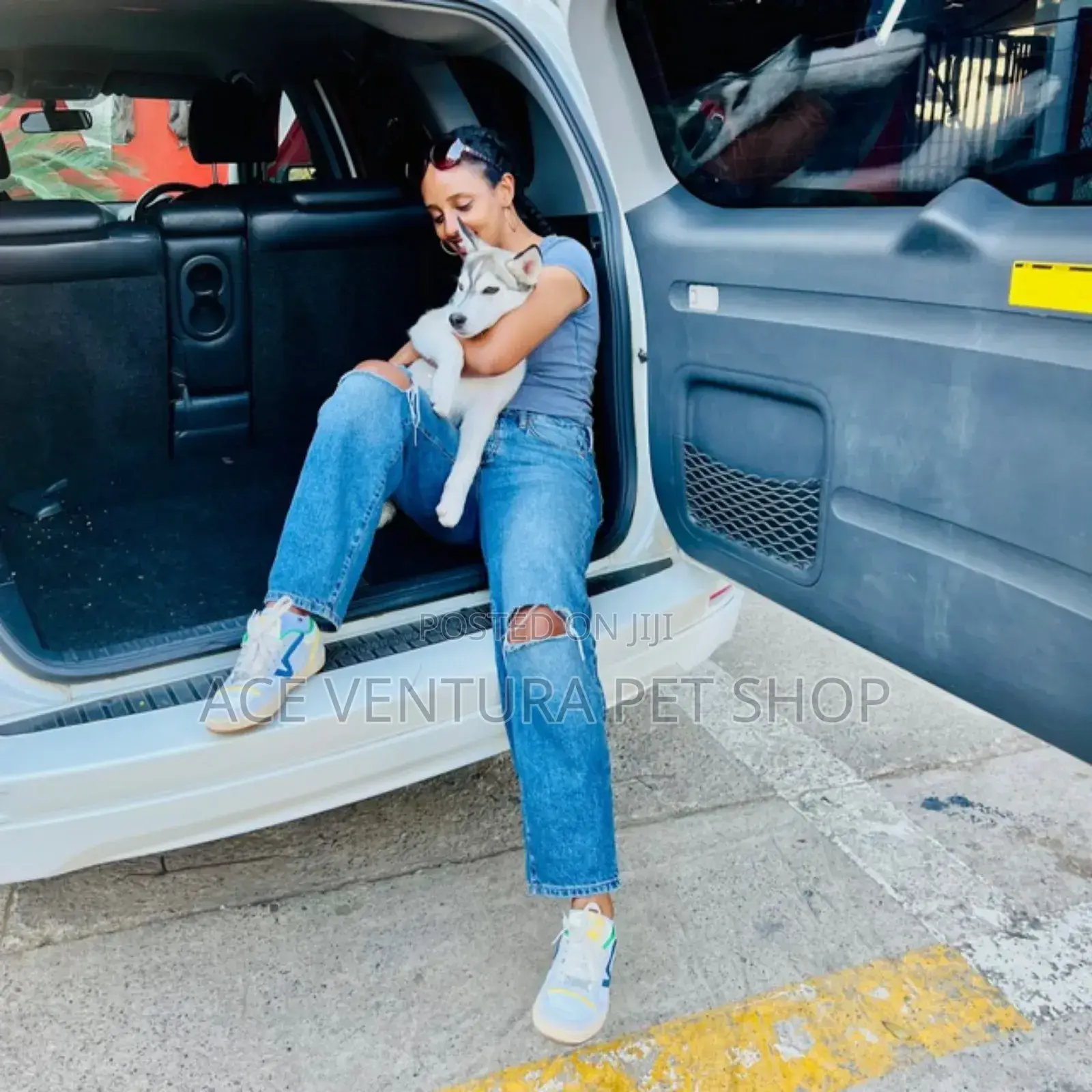 1-3 months Male Purebred Siberian Husky