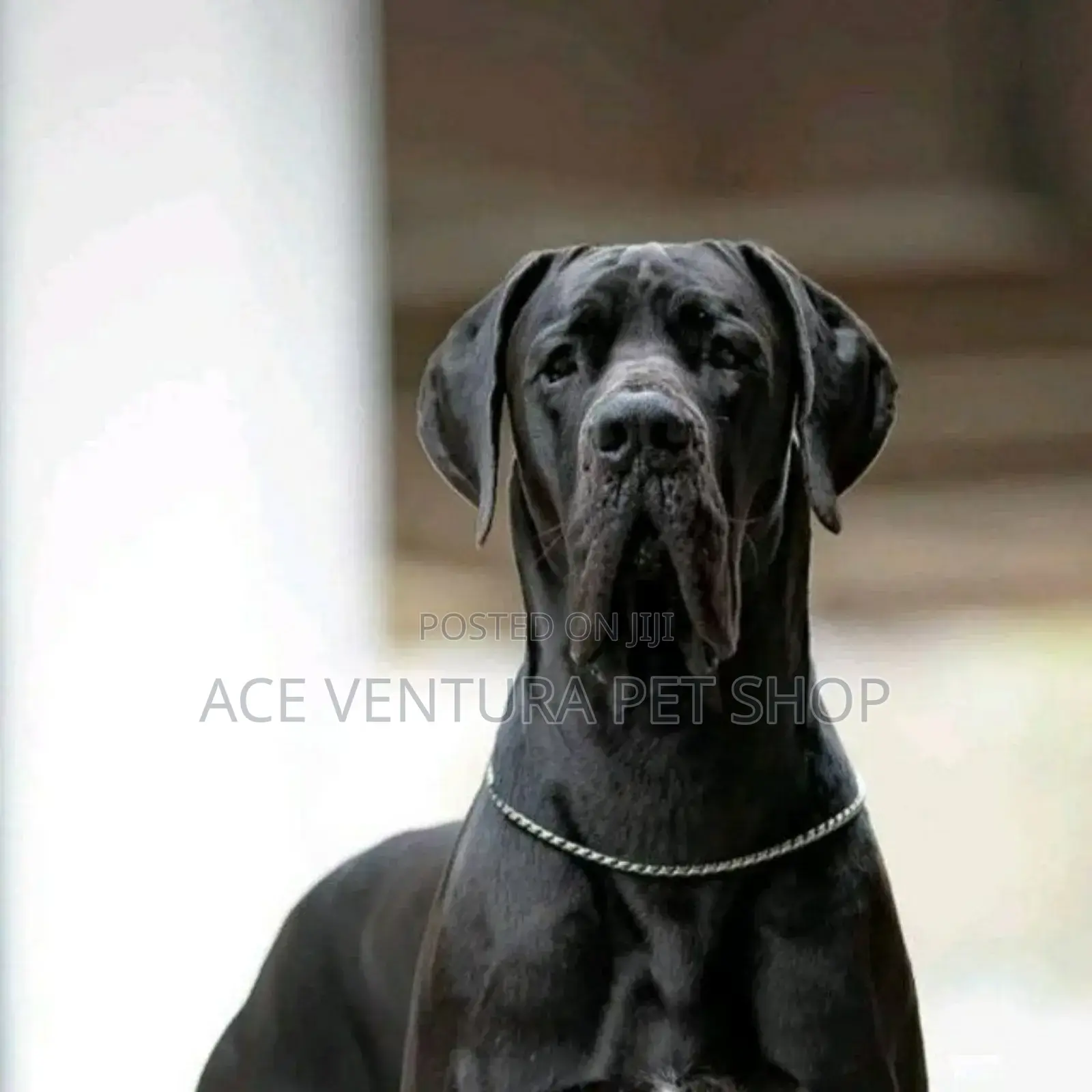1-3 months Male Purebred Great Dane