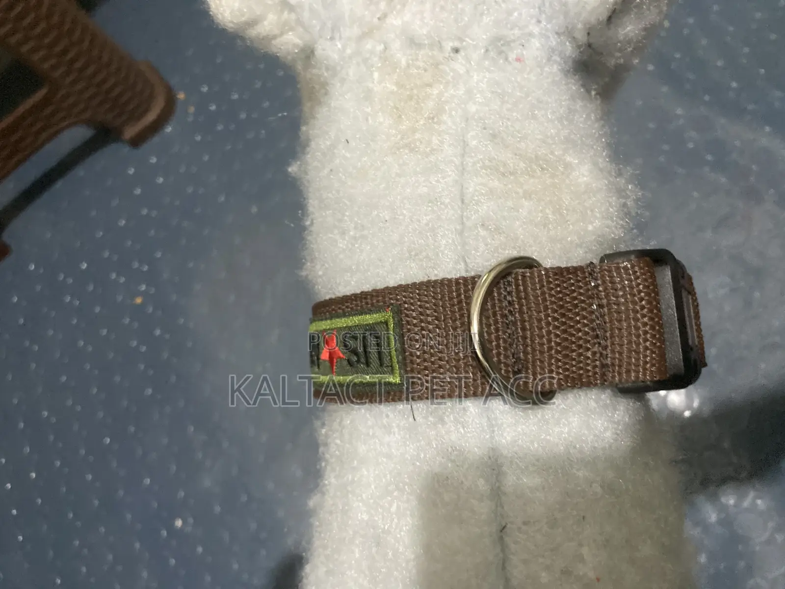 Dog Collars and Leashes