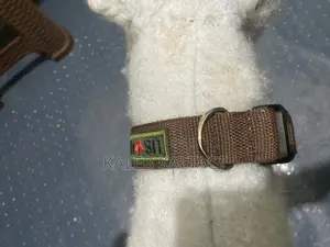 Dog Collars and Leashes