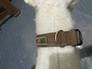 Dog Collars and Leashes