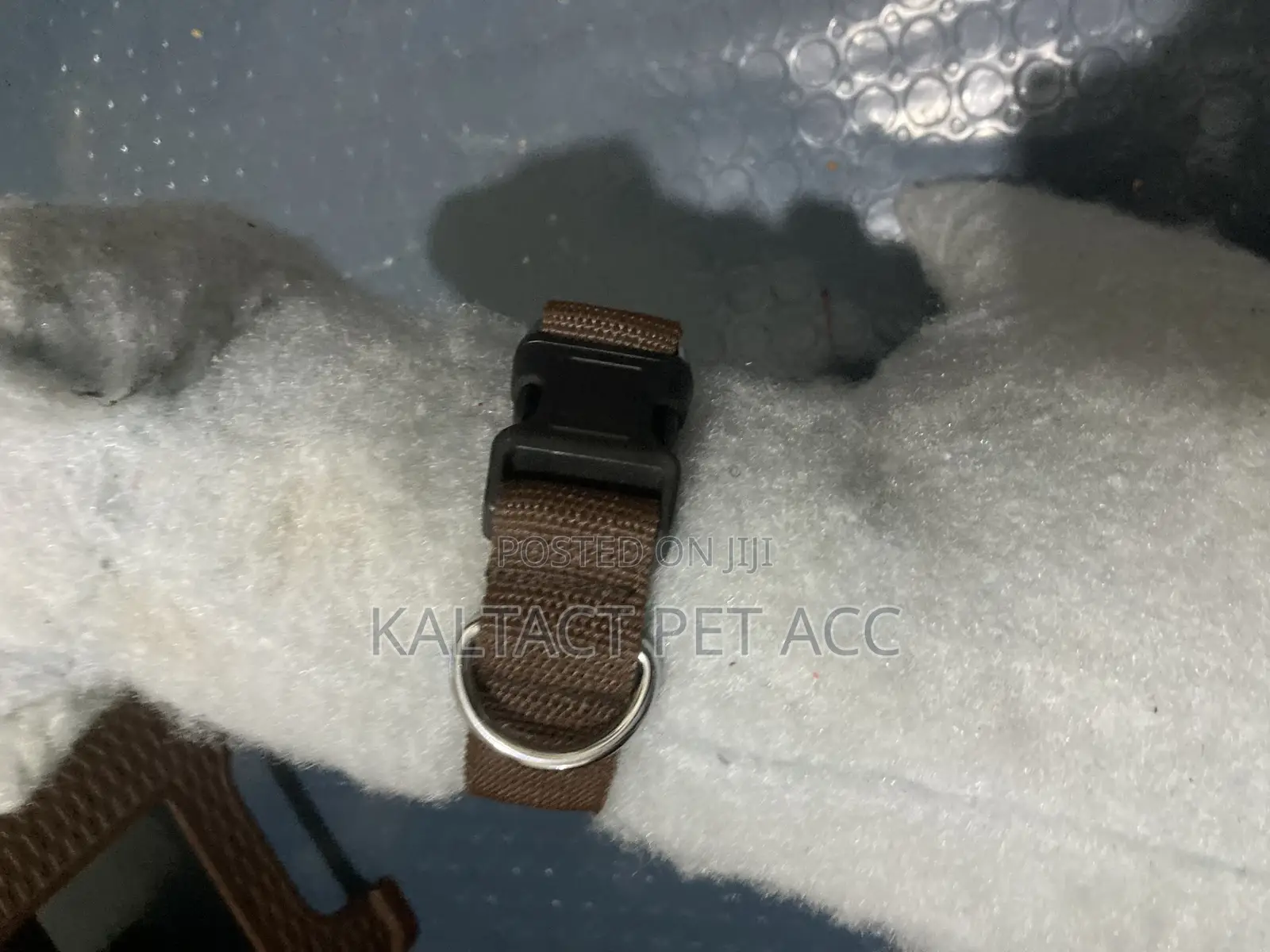 Dog Collars and Leashes