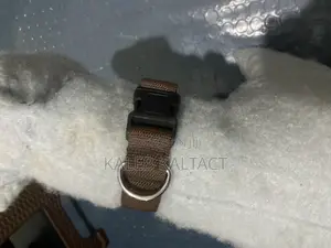 Dog Collars and Leashes