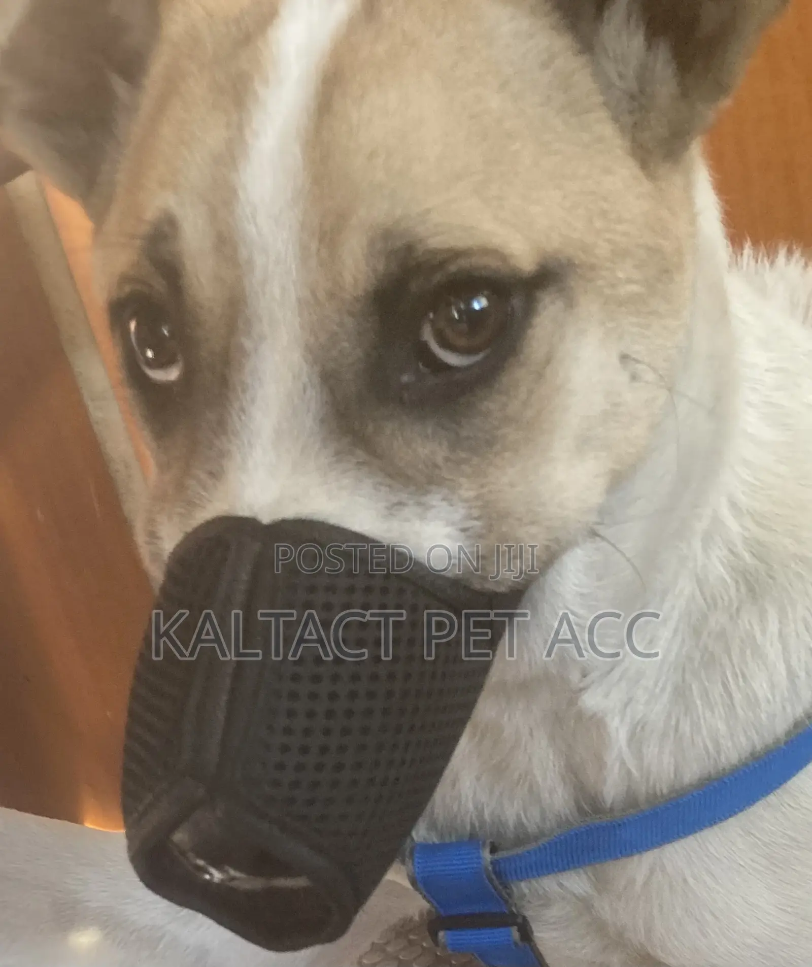 Meshed Heavy Duty Dog Muzzles Available