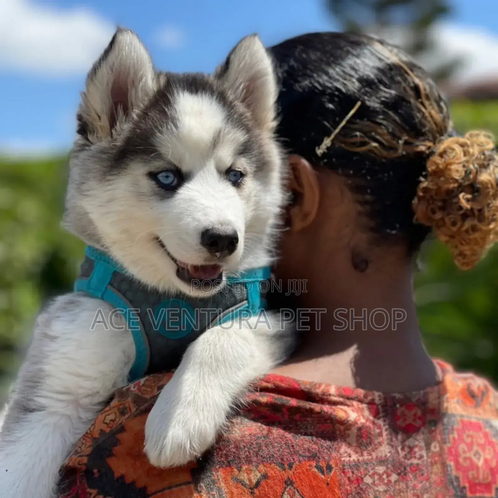 0-1 month Male Purebred Siberian Husky