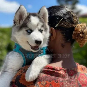 Photo - 0-1 month Male Purebred Siberian Husky