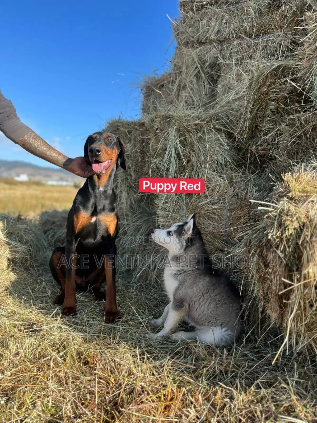 1-3 months Male Purebred Doberman Pinscher