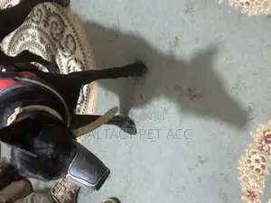 Meshed Heavy Duty Dog Muzzles Available