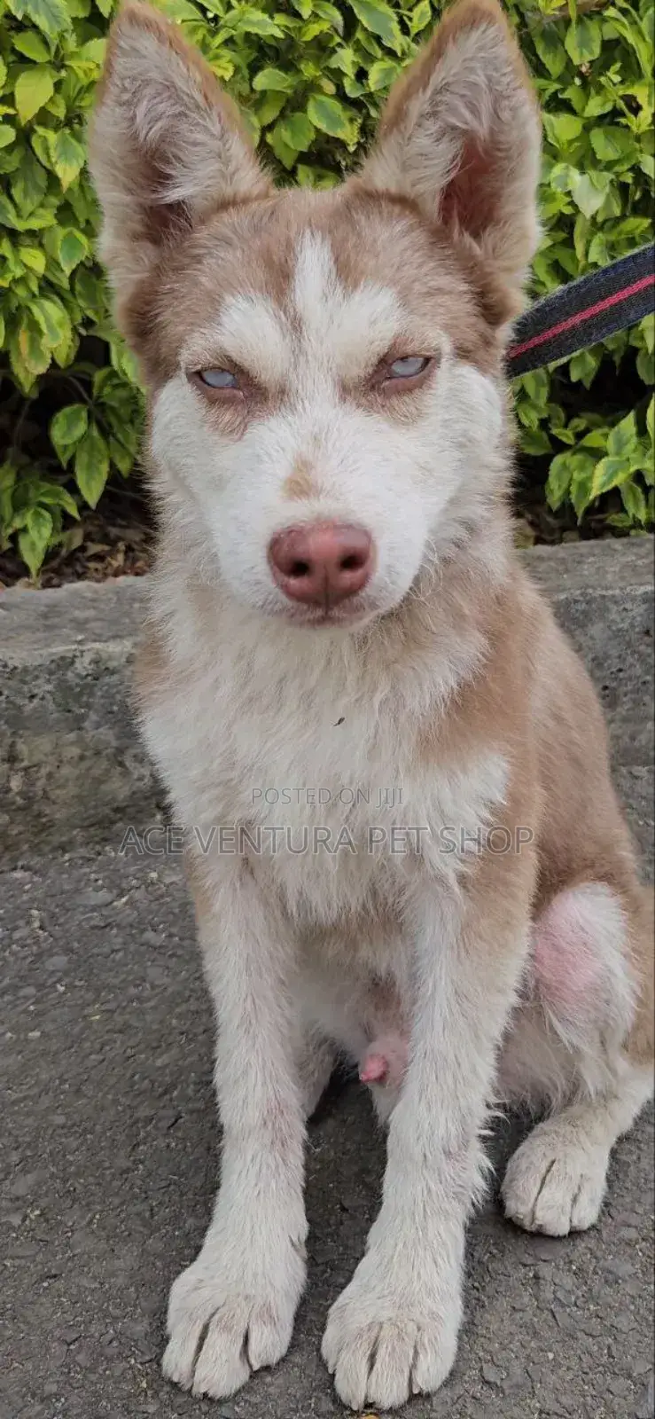 3-6 months Male Purebred Siberian Husky