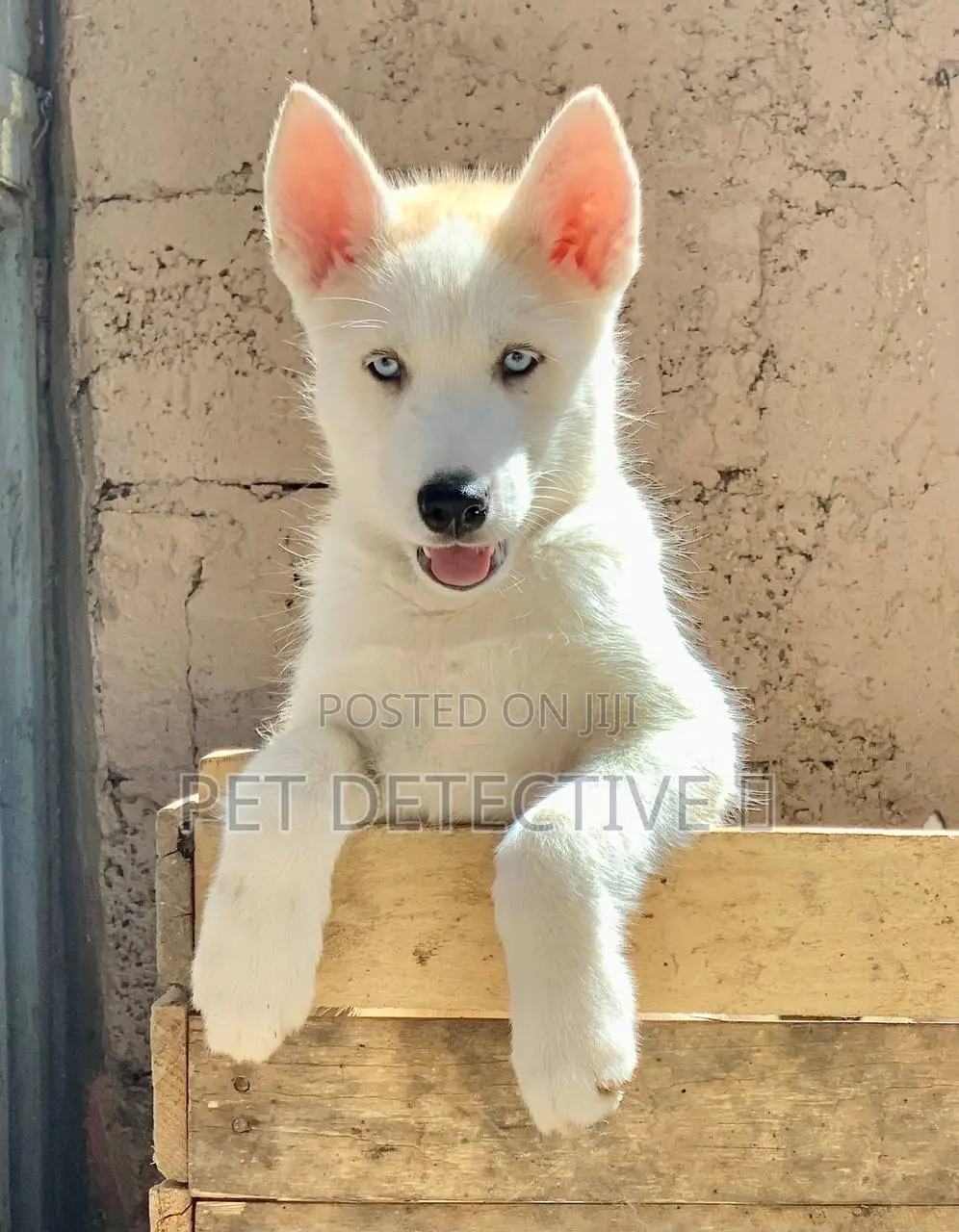 1-3 months Male Purebred Siberian Husky