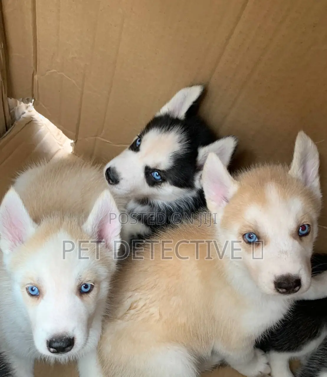 1-3 months Male Purebred Siberian Husky