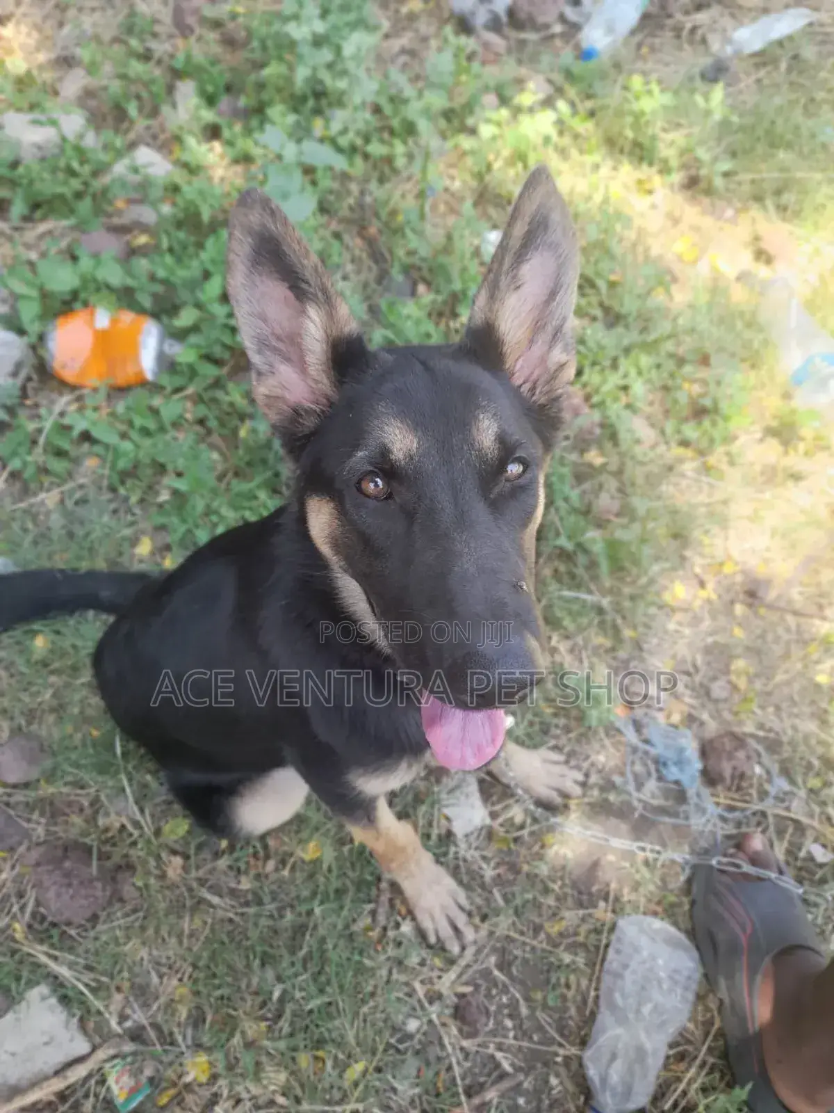 3-6 months Male Purebred German Shepherd