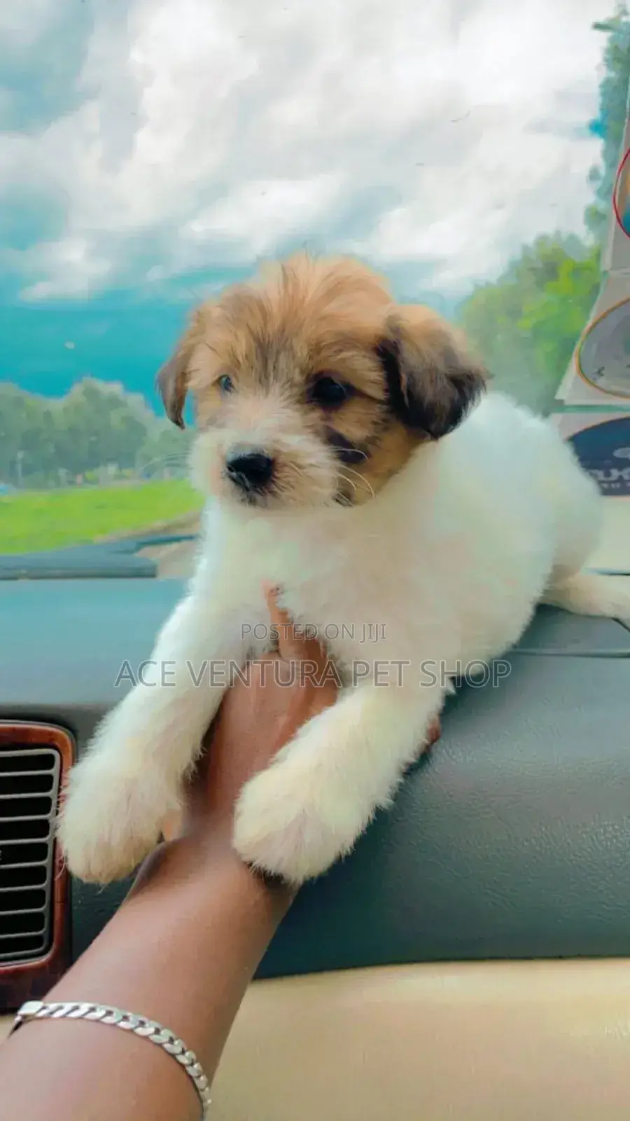 1-3 months Male Purebred Maltese