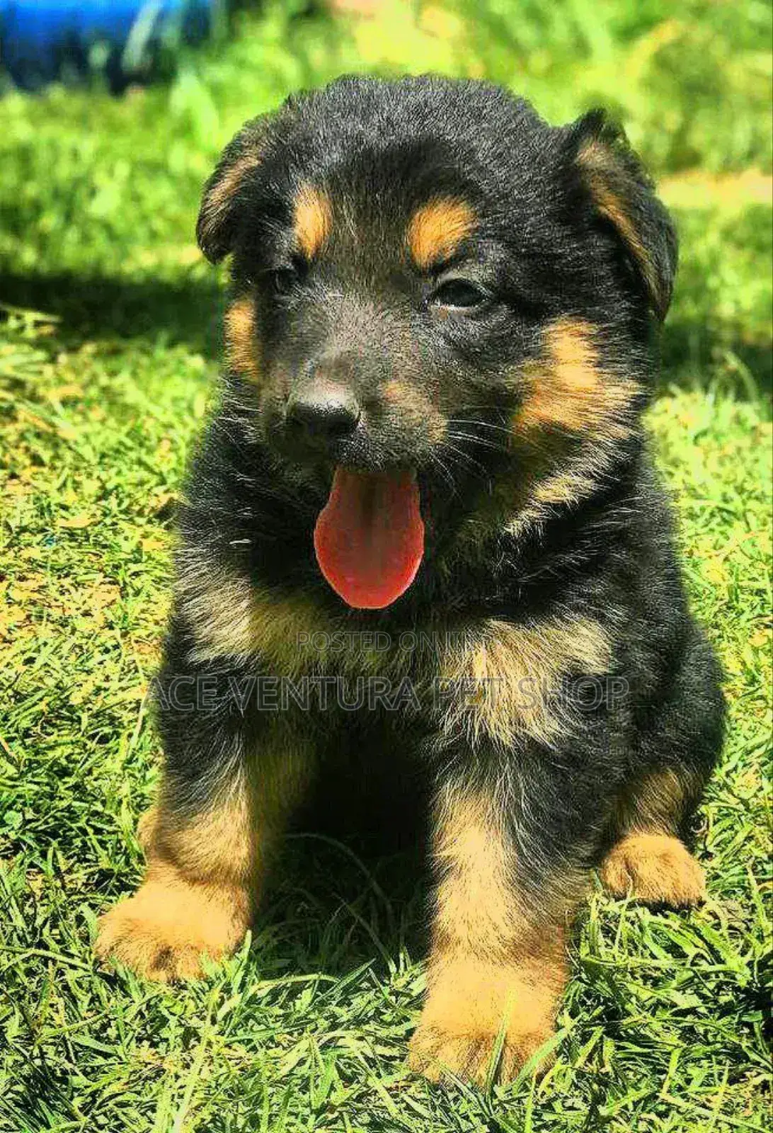 1-3 months Male Purebred German Shepherd