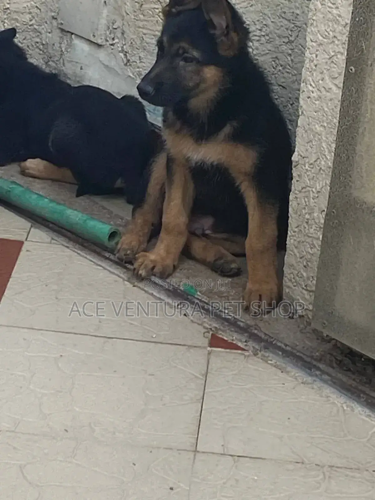 1-3 months Male Purebred German Shepherd