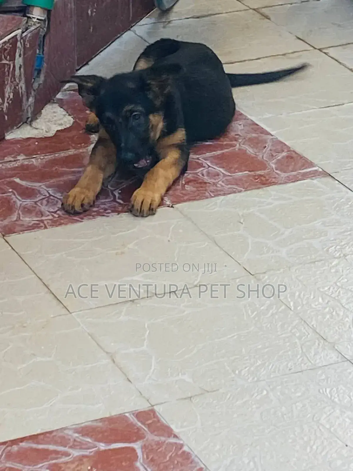 1-3 months Male Purebred German Shepherd