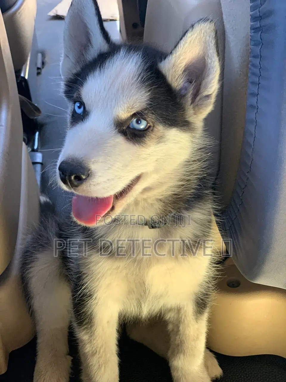 1-3 months Male Purebred Siberian Husky