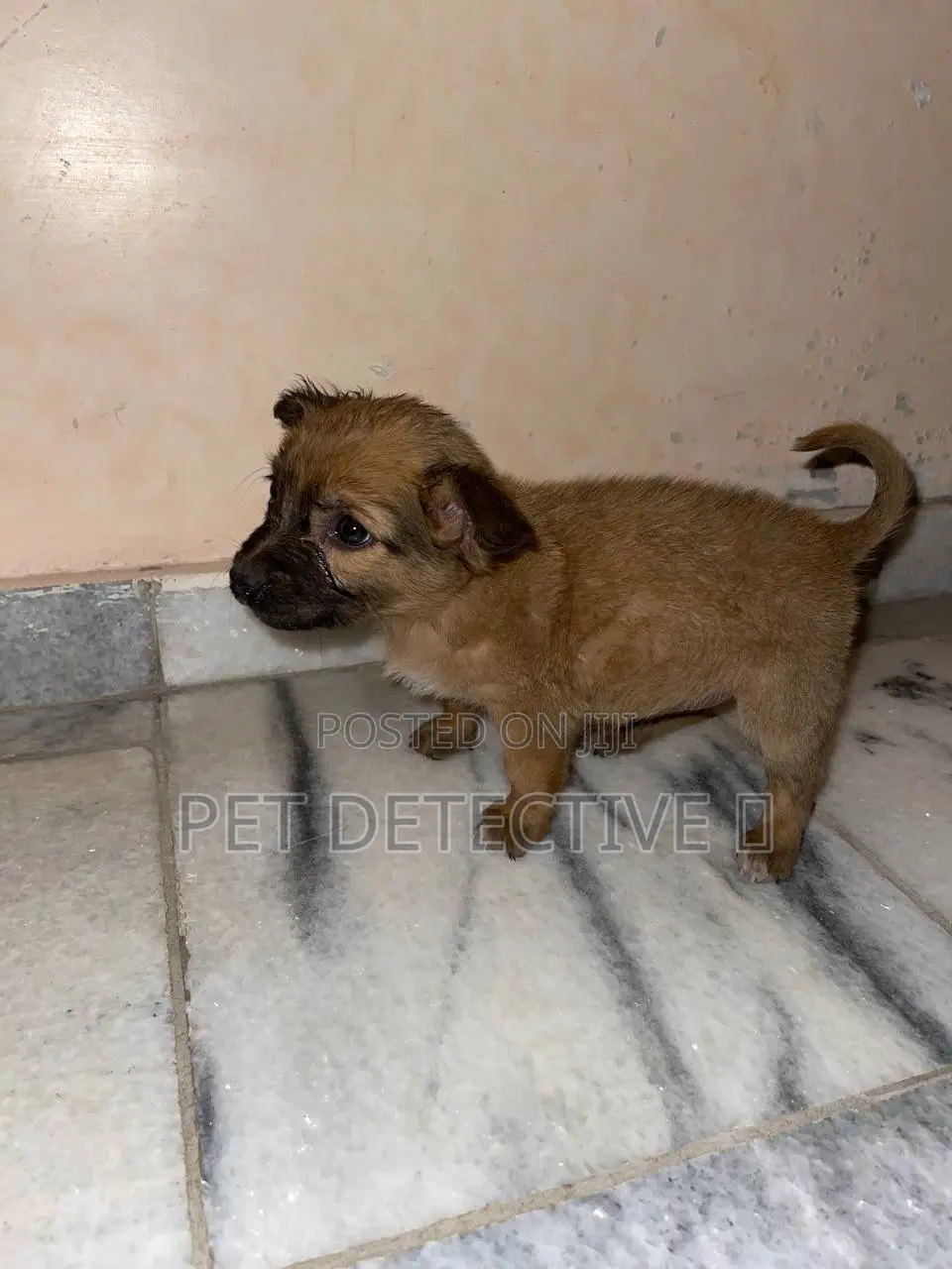 1-3 months Male Purebred Maltese