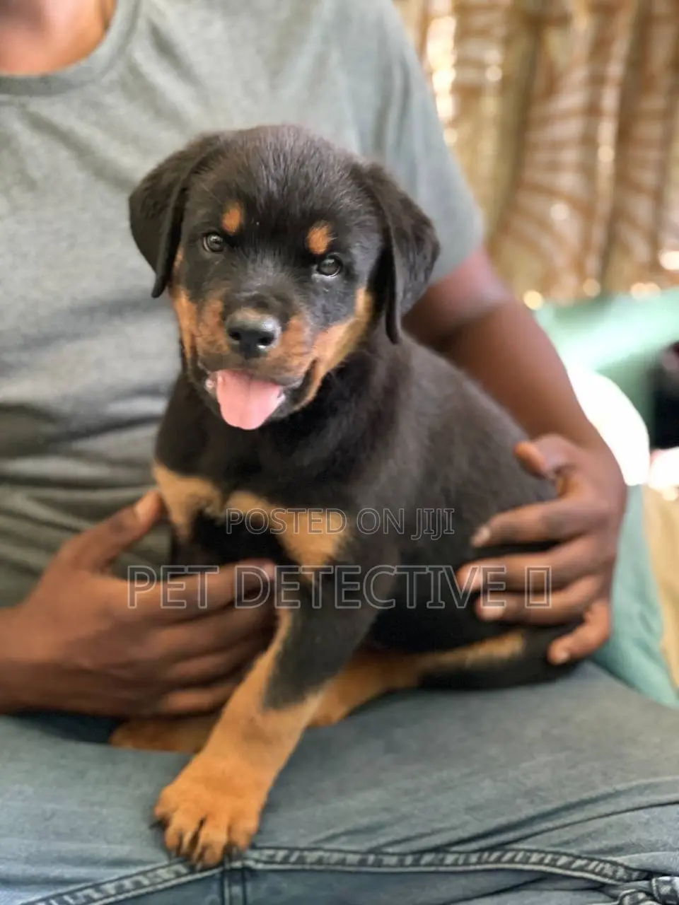 1-3 months Male Purebred Rottweiler