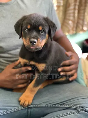 1-3 months Male Purebred Rottweiler