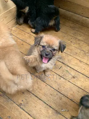 Photo - 1-3 months Male Purebred Maltese