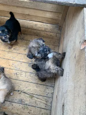 Photo - 1-3 months Male Purebred Maltese