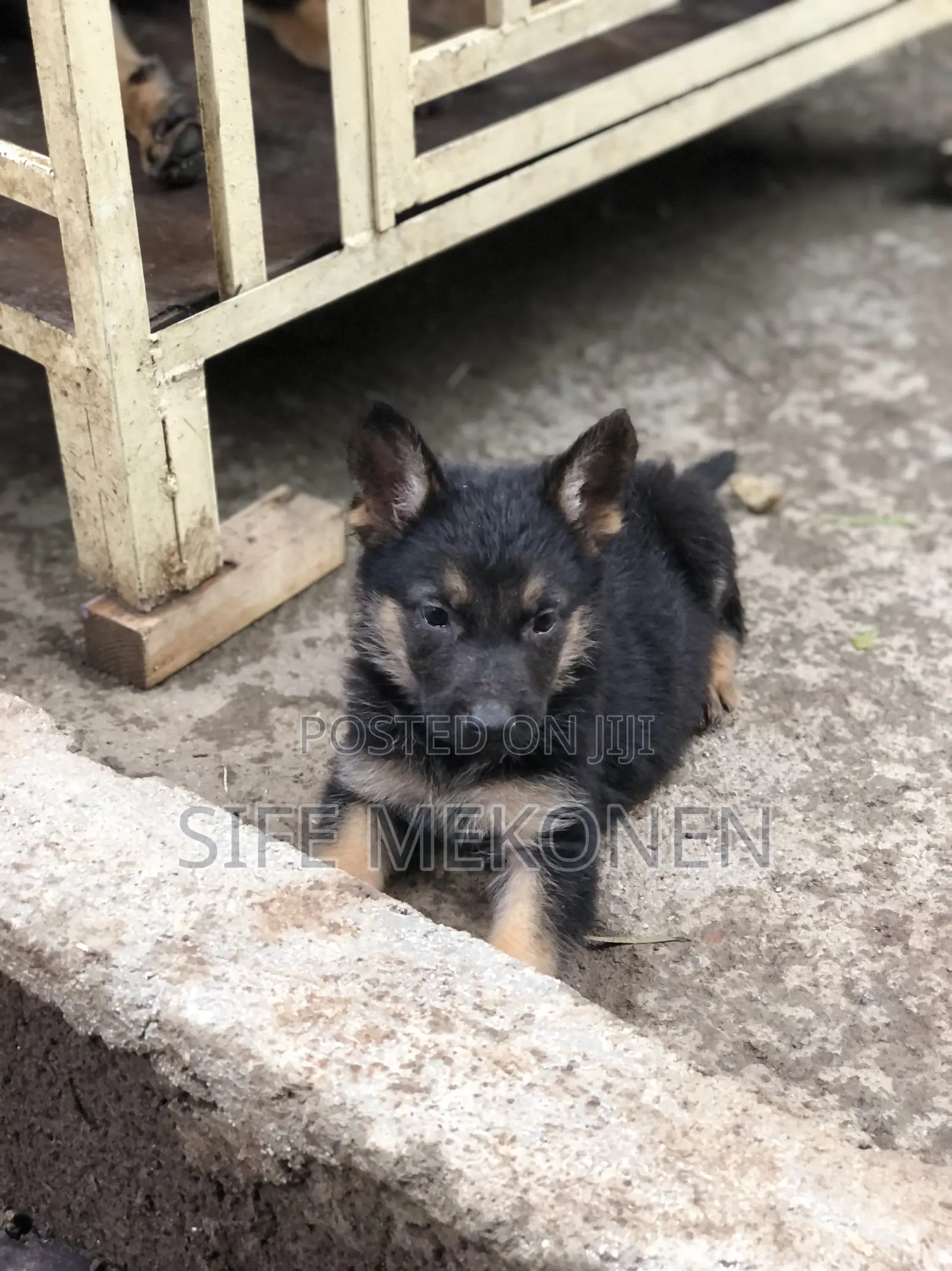 1-3 months Male Purebred German Shepherd