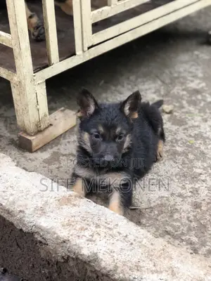 Photo - 1-3 months Male Purebred German Shepherd