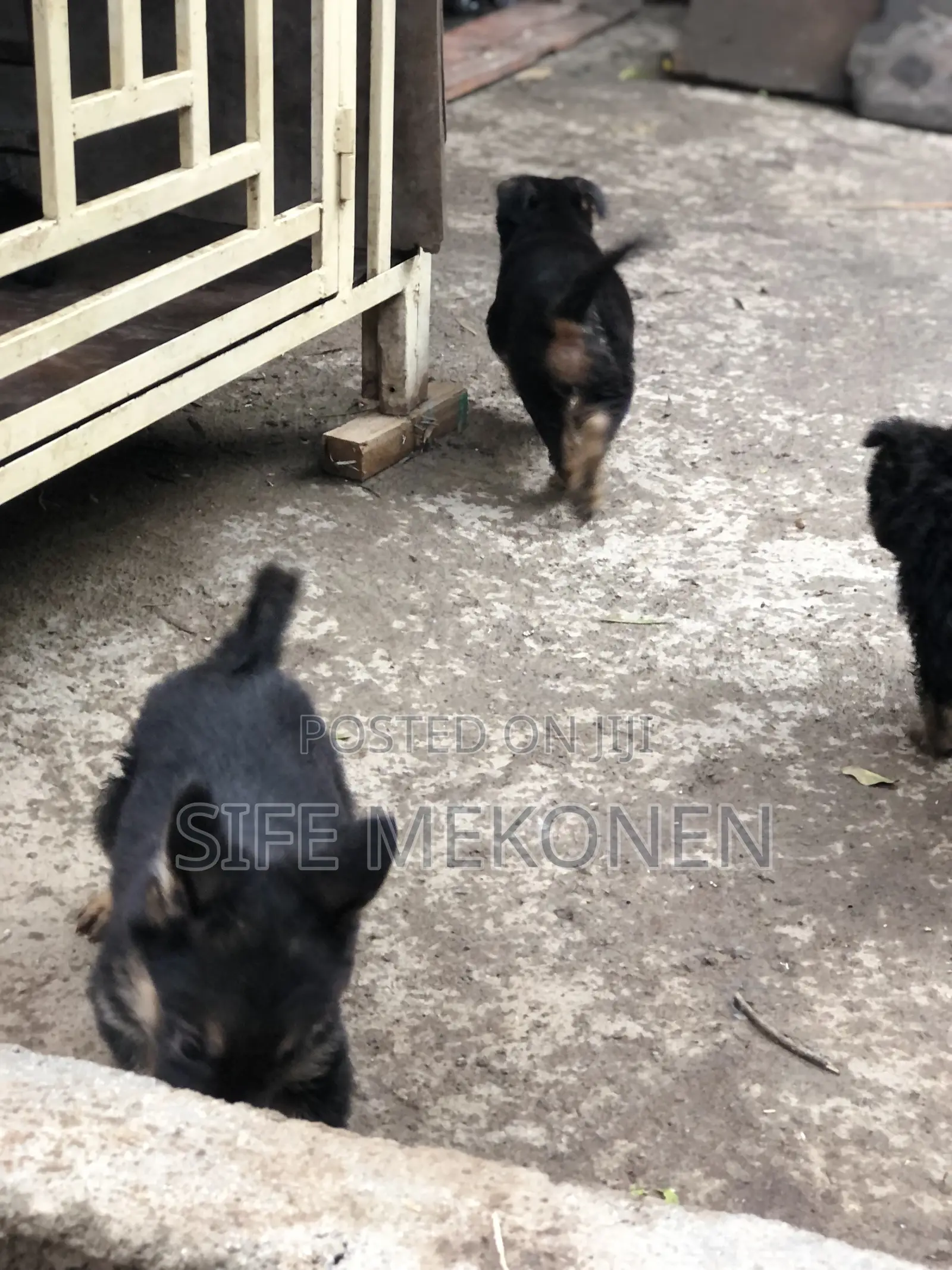 1-3 months Male Purebred German Shepherd