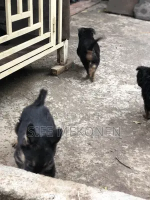 1-3 months Male Purebred German Shepherd