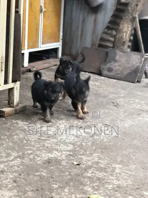 1-3 months Male Purebred German Shepherd