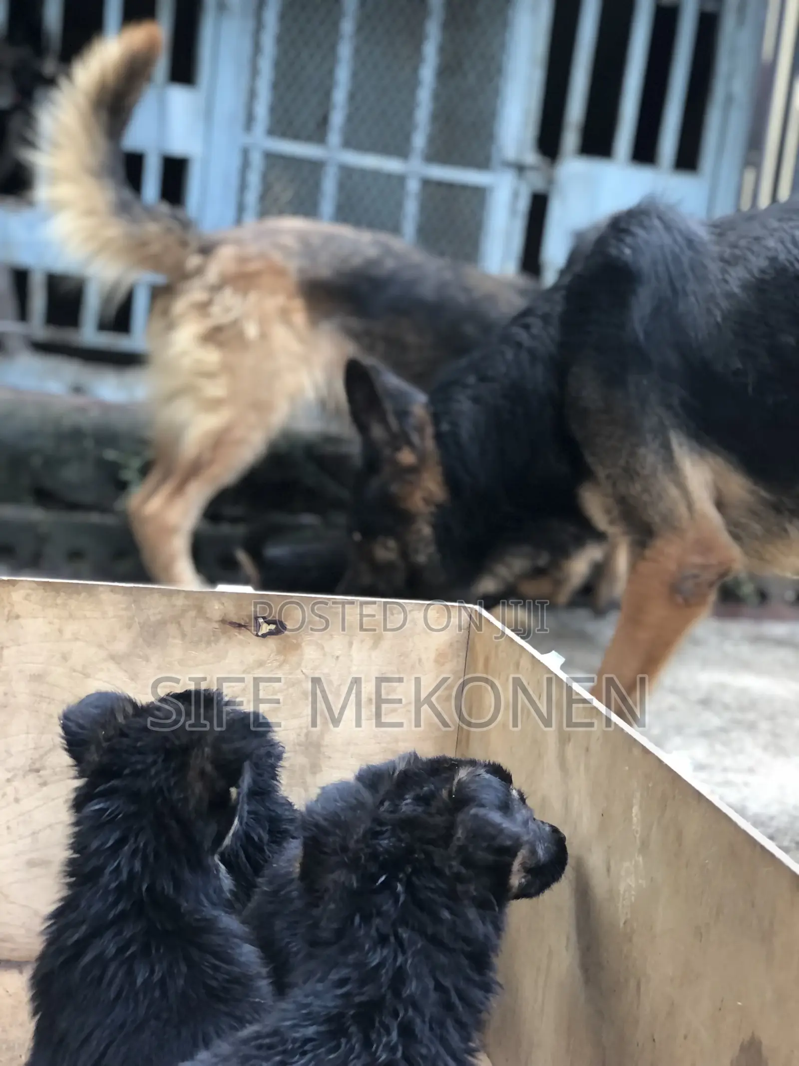 1-3 months Male Purebred German Shepherd