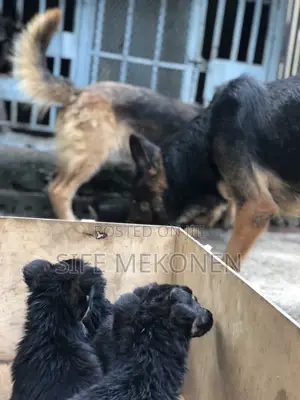 1-3 months Male Purebred German Shepherd