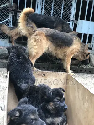 1-3 months Male Purebred German Shepherd